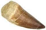 Fossil Prognathodontid Mosasaur Tooth - Morocco #374537-1